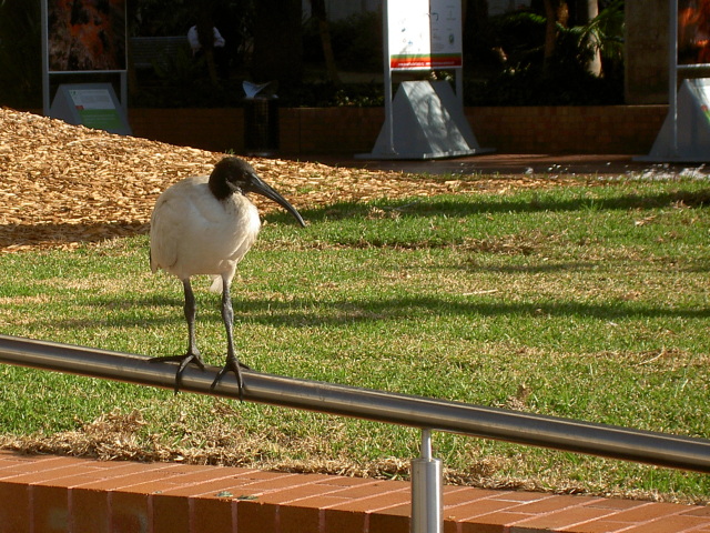 Ibis picture