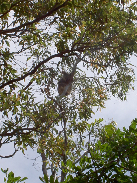 Koala picture
