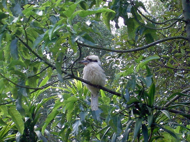 Kookaburra picture